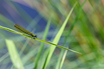 female beautiful demoiselle damselfly on grass