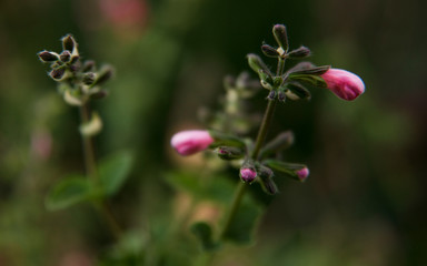 A cluster of pink flower buds
