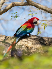 Red-and-green macaw perched on a tree branch