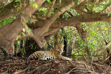 Jaguar lying by a tree on a river bank