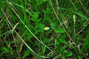 My observations of nature in the spring time period