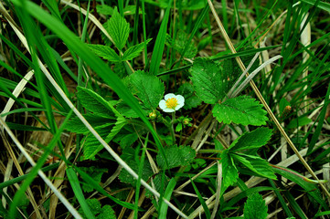 My observations of nature in the spring time period