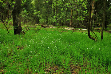 My observations of nature in the spring time period