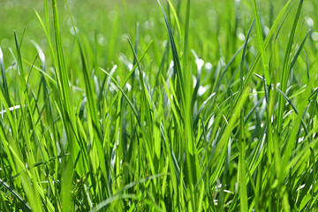 Fresh green grass background, nature backdrop.