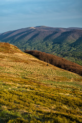 Naklejka premium Amazing colours of the mountain meadows in the early spring. Bieszczady National Park. Carpathians. Poland.