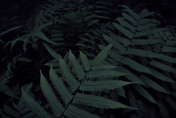 Fototapeta na wymiar Dark tone fresh fern leaves