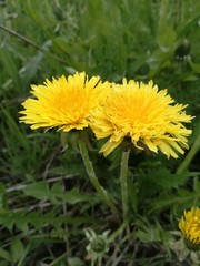 yellow dandelion flower