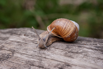 Snail creeping on a tree trunk