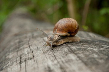 A snail with a shell crawls along a tree trunk.
