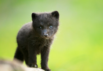 Close-up of a cute Arctic fox cub in the meadow
