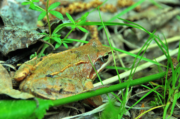 My observations of nature in the spring time period