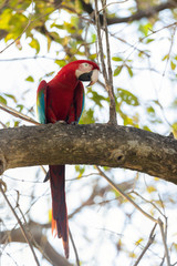  Close up of a red-and-green macaw perched on a tree branch