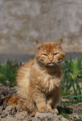 Fototapeta na wymiar Big beautiful ginger cat