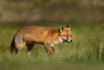 Close up of a red fox standing in the meadow