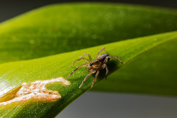 Eine Spinne auf einem grünen Blatt.

