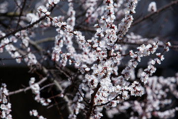 Flowering tree branches