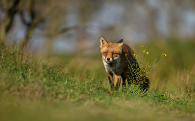 Red fox standing in the meadow