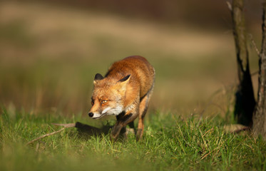 Close up of a red fox walking in green grass