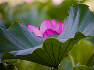 lotus bloom  purity of heart