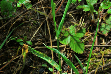 My observations of nature in the spring time period
