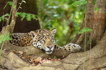 Jaguar lying by a tree roots on a river bank