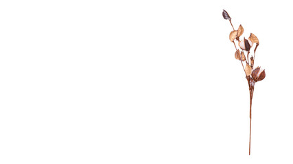 Fluffy cotton branch.