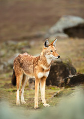 Rare and endangered Ethiopian wolf