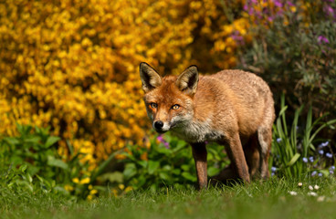 Close up of a red fox in a flower garden