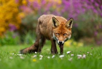 Close up of a red fox in a flower garden