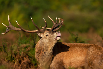 Red deer stag standing in fern during rutting season in autumn