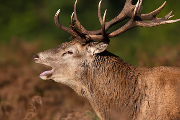 Red deer stag calling during rutting season in autumn