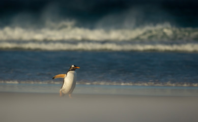 Gentoo penguin walking on a sandy beach on a windy day