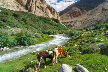 Fototapeta na wymiar Cows eating in Nubra valley in summer season, Leh, Ladakh region, north India