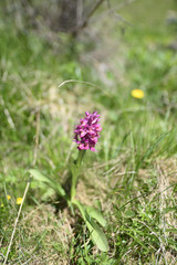 Bellissima orchidea, orchis morio, sulla dorsale del monte Torondon