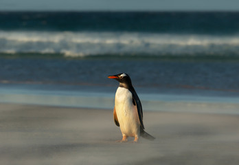 Obraz premium Gentoo penguin standing on a sandy beach
