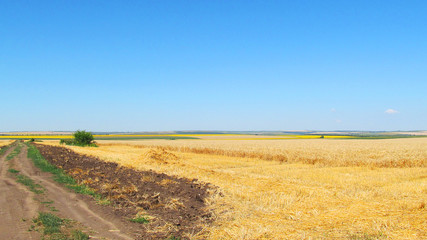 dirt road next to a field of ripe wheat. on the edge of the field, wheat is mowed. blue sky from above