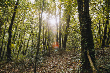 Light filrering through the trees in a forest