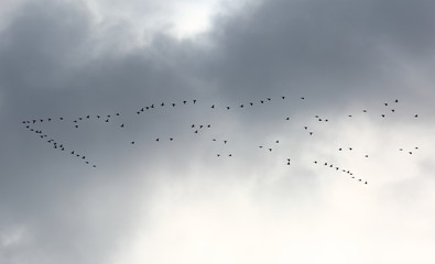 A flock of ducks flying across the sky is obscured by clouds