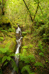 Small waterfall passing through the forest