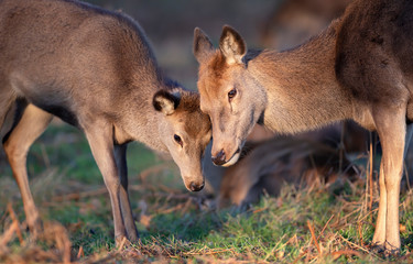 Red deer hind standing with a calf