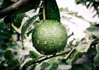 Green lemons with water drops