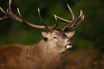 Red deer stag during rutting season in autumn