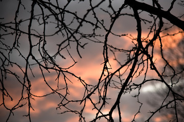 sunset between branches