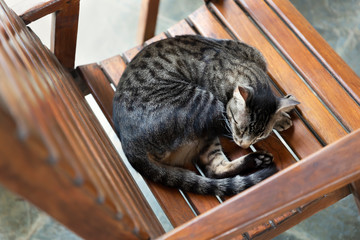 Grey cat sleeping on a wooden chair