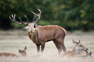 Red deer stag calling close to the hinds