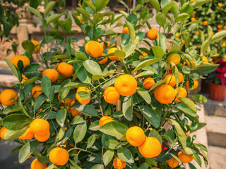 Close up mandarin orange in the park at china