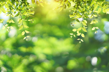 Obraz premium Green bokeh abstract light background