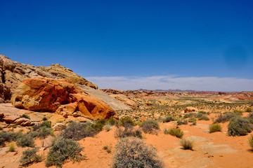 Wildflowers bloom in the arid but colorful Nevada desert