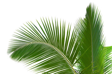 Obraz premium Green leaves palm isolated on white, green leaves palm from tropical.
