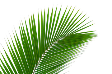 Green leaves palm isolated on white, green leaves palm from tropical.